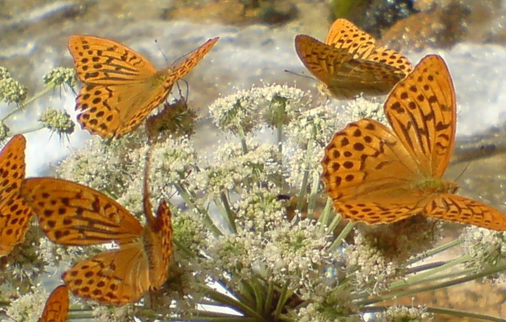 farfalle da identificare - Argynnis paphia